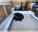 Small Photo #7 Doberman Pinscher Puppy For Sale in Littlerock, CA, USA