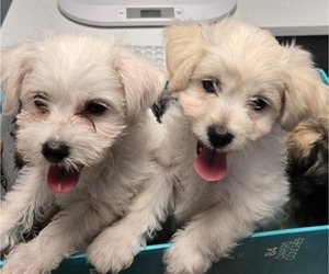 Chonzer-Pomeranian Mix Litter for sale in HOOKSETT, NH, USA