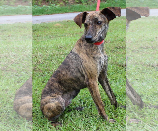 Medium Photo #3 Italian Greyhound-Unknown Mix Puppy For Sale in Prattville, AL, USA