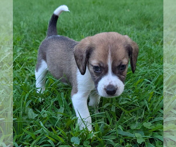 Medium Photo #4 Beagle Puppy For Sale in Brooklyn Center, MN, USA