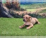 Small #10 Catahoula Leopard Dog
