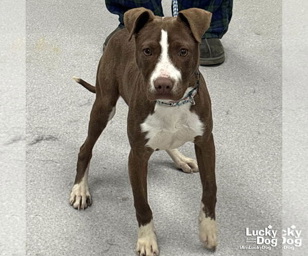 Medium Photo #3 Lab-Pointer Puppy For Sale in Washington, DC, USA