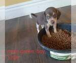 Small Photo #6 Beagle Puppy For Sale in CENTRALIA, WA, USA