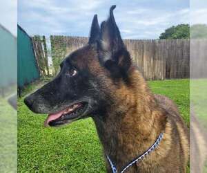 Country Queens - Reba - Located in FL - Female Mutt Dog for Adoption - Photo #3