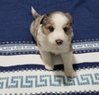 Small Photo #2 Border Collie Puppy For Sale in ROCK ISLAND, IL, USA