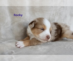 Medium Miniature Australian Shepherd
