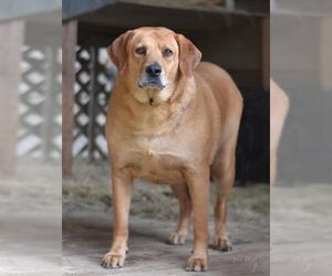 Mae (Trinity) - Female Golden Labrador Dog for Adoption - Photo #2