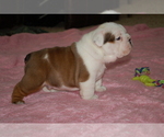 Small Photo #4 English Bulldog Puppy For Sale in NORCO, CA, USA