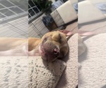 Small #7 American Pit Bull Terrier-Labrador Retriever Mix
