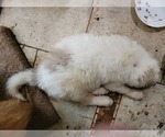 Small Photo #3 Great Pyrenees Puppy For Sale in DENTSVILLE, MD, USA