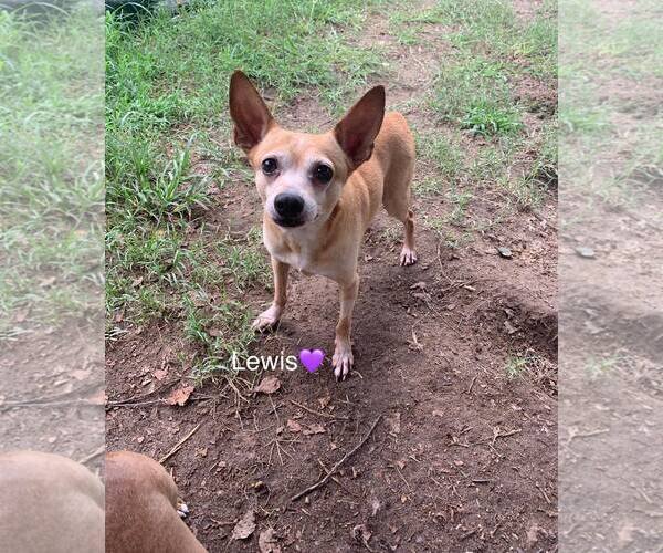 Medium Photo #2 Chihuahua-Unknown Mix Puppy For Sale in Holly Springs, NC, USA