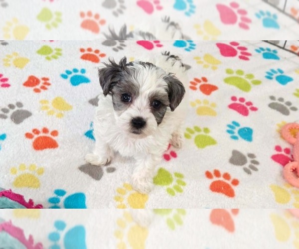 Medium Photo #4 Havapoo Puppy For Sale in ORO VALLEY, AZ, USA