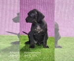 Small #3 Catahoula Leopard Dog