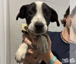 Small #3 Labrador Retriever Mix