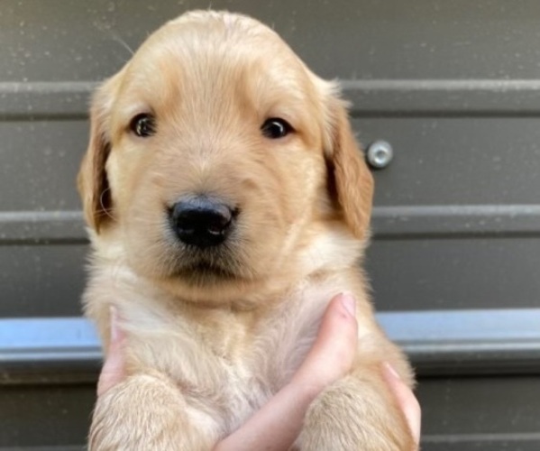 Medium Photo #1 Golden Retriever Puppy For Sale in MODESTO, CA, USA