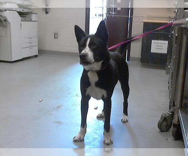 Medium Photo #1 American Pit Bull Terrier-Huskies  Mix Puppy For Sale in Fayetteville, NC, USA