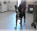 Small American Pit Bull Terrier-Huskies  Mix
