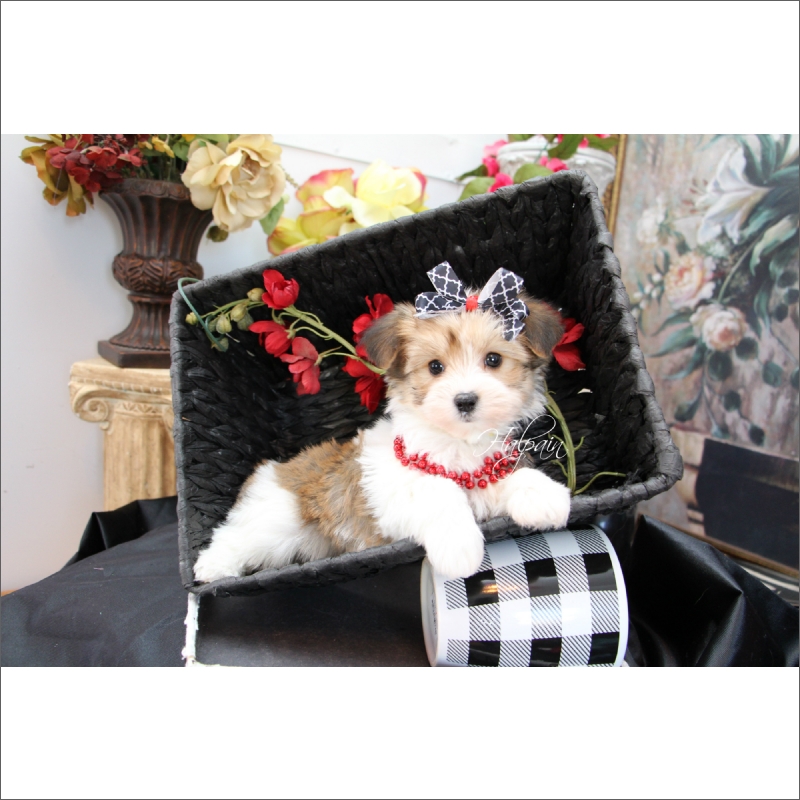 Medium Photo #1 Morkie Puppy For Sale in TUCSON, AZ, USA