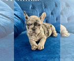 Small Photo #48 French Bulldog Puppy For Sale in HOUSTON, TX, USA