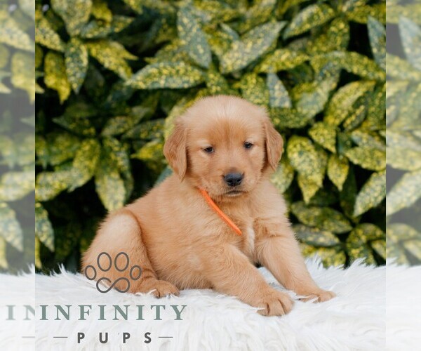 Medium Photo #3 Golden Retriever Puppy For Sale in NEW HOLLAND, PA, USA