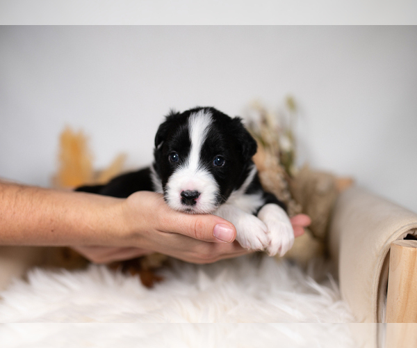 Medium Photo #1 Border Collie Puppy For Sale in CONWAY, MO, USA
