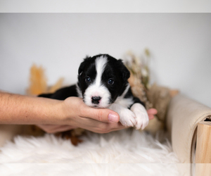Border Collie Puppy for sale in CONWAY, MO, USA