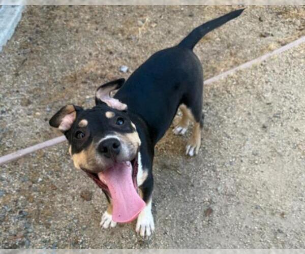 Medium Photo #2 American Pit Bull Terrier-Unknown Mix Puppy For Sale in Martinez, CA, USA