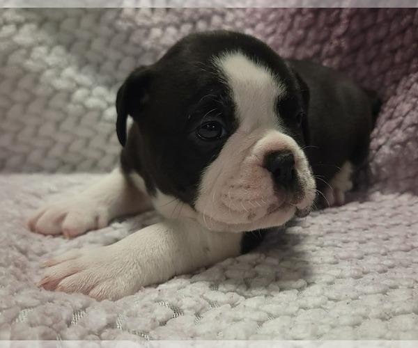 Medium Photo #1 Olde English Bulldogge Puppy For Sale in ATHOL, ID, USA