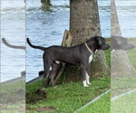Small #2 Mutt