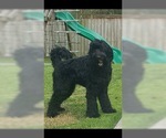 Small Photo #3 Schnoodle (Giant) Puppy For Sale in FORNEY, TX, USA