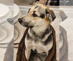 Small German Shepherd Dog Mix