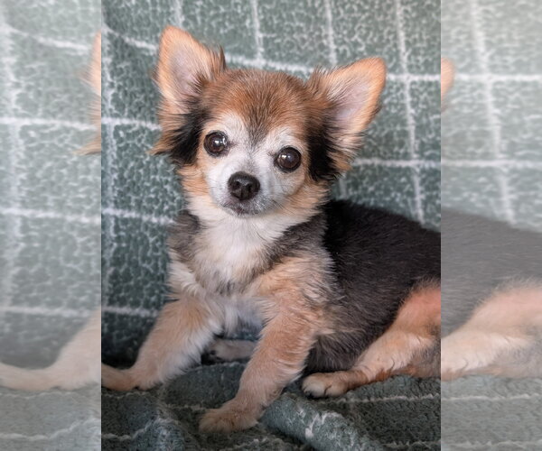 Medium Photo #2 Chihuahua-Unknown Mix Puppy For Sale in Oakhurst, NJ, USA