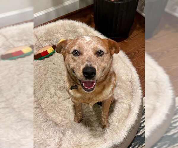 Medium Photo #4 Mutt Puppy For Sale in Garden City, NY, USA