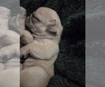 Small Photo #34 Pug Puppy For Sale in HILLSDALE, MI, USA