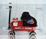 Small #4 Poodle (Toy)