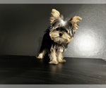 Small #19 Yorkshire Terrier