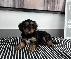 Cavapoo Puppy for sale in FRANKLIN, IN, USA