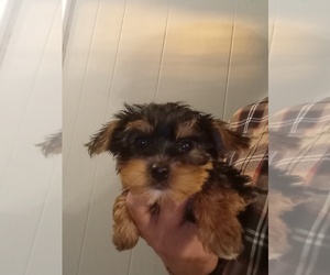 Yorkshire Terrier Puppy for sale in SPARTA, TN, USA