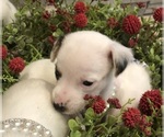 Small Photo #10 Jack Russell Terrier Puppy For Sale in MABLETON, GA, USA