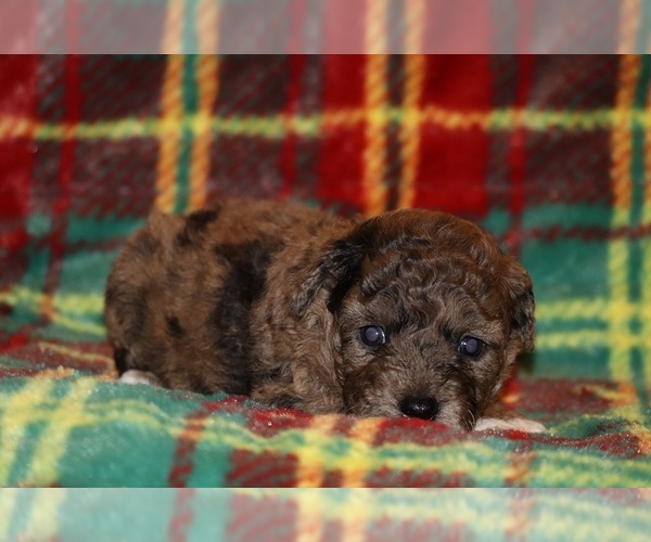 Medium Photo #9 Poodle (Toy) Puppy For Sale in DYERSBURG, TN, USA