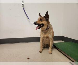 Mutt Dogs for adoption in Corona, CA, USA