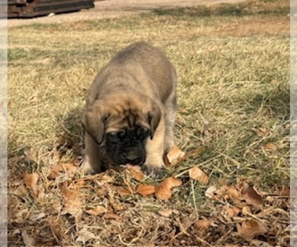 Medium Photo #6 Mastiff Puppy For Sale in KERSEY, CO, USA