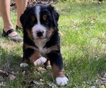 Small #3 Great Bernese