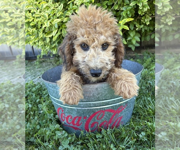 Medium Photo #4 Whoodle (Miniature) Puppy For Sale in MIDDLEBURY, IN, USA