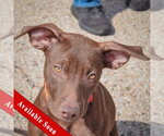 Reece - Female American Staffordshire Terrier-Chocolate Labrador retriever Mix Dog for Adoption - Small photo