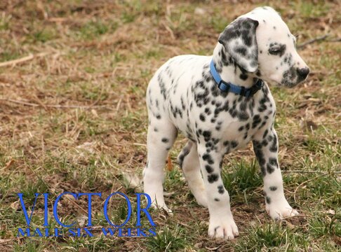 Medium Photo #39 Dalmatian Puppy For Sale in ENID, OK, USA