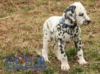Small Photo #39 Dalmatian Puppy For Sale in ENID, OK, USA