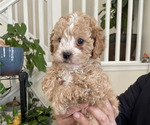 Small Photo #4 Maltese-Maltipoo Mix Puppy For Sale in ADELANTO, CA, USA