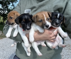 Jack Russell Terrier Litter for sale in FREEMAN, MO, USA