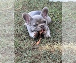 Puppy Lavy French Bulldog